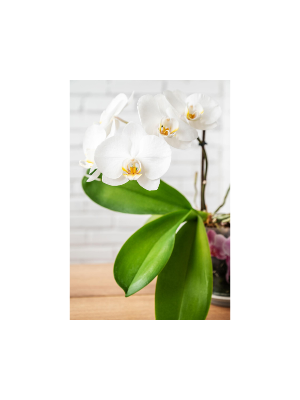 Storczyk Extra (Phalaenopsis) 3 pędy biały d12