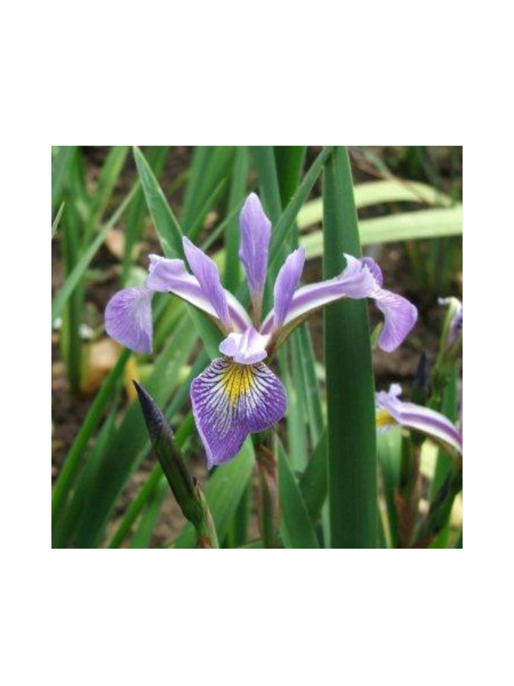 Kosaciec różnobarwny - Iris versicolor 'Gerald Darby'