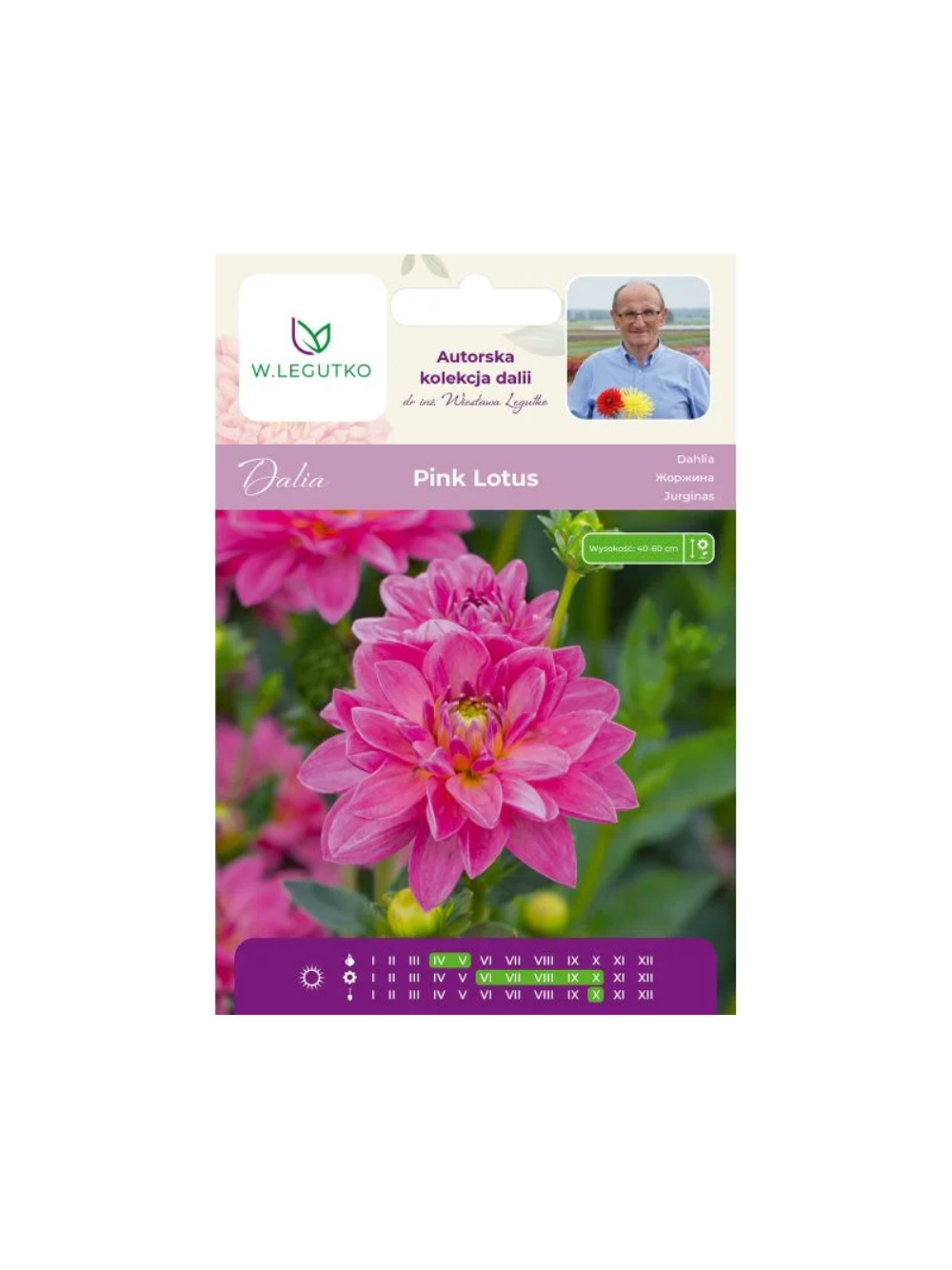 Dalia Pink Lotus różowa 1szt.