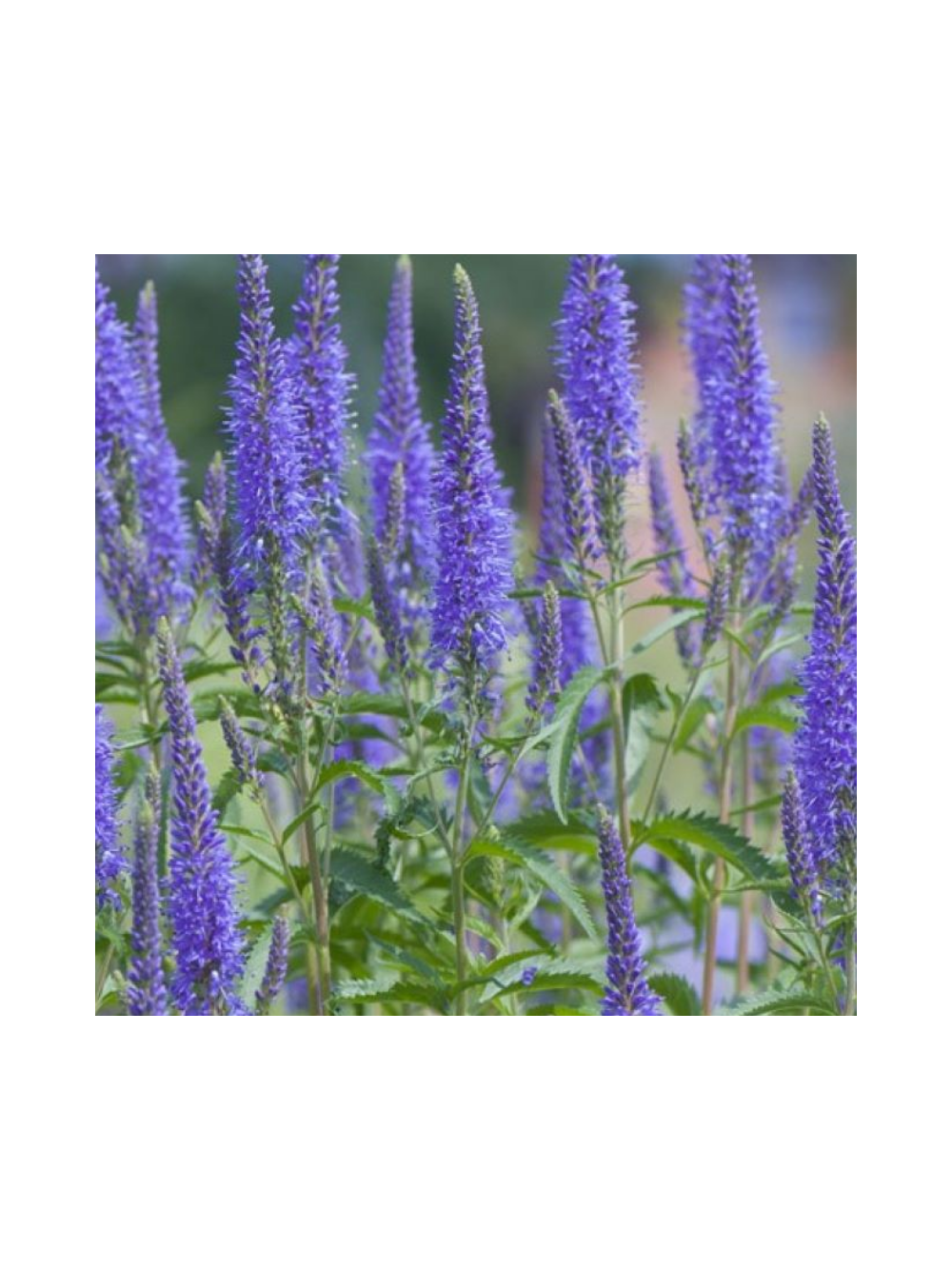 Przetacznik kłosowy- Veronica spicata 'High Five'