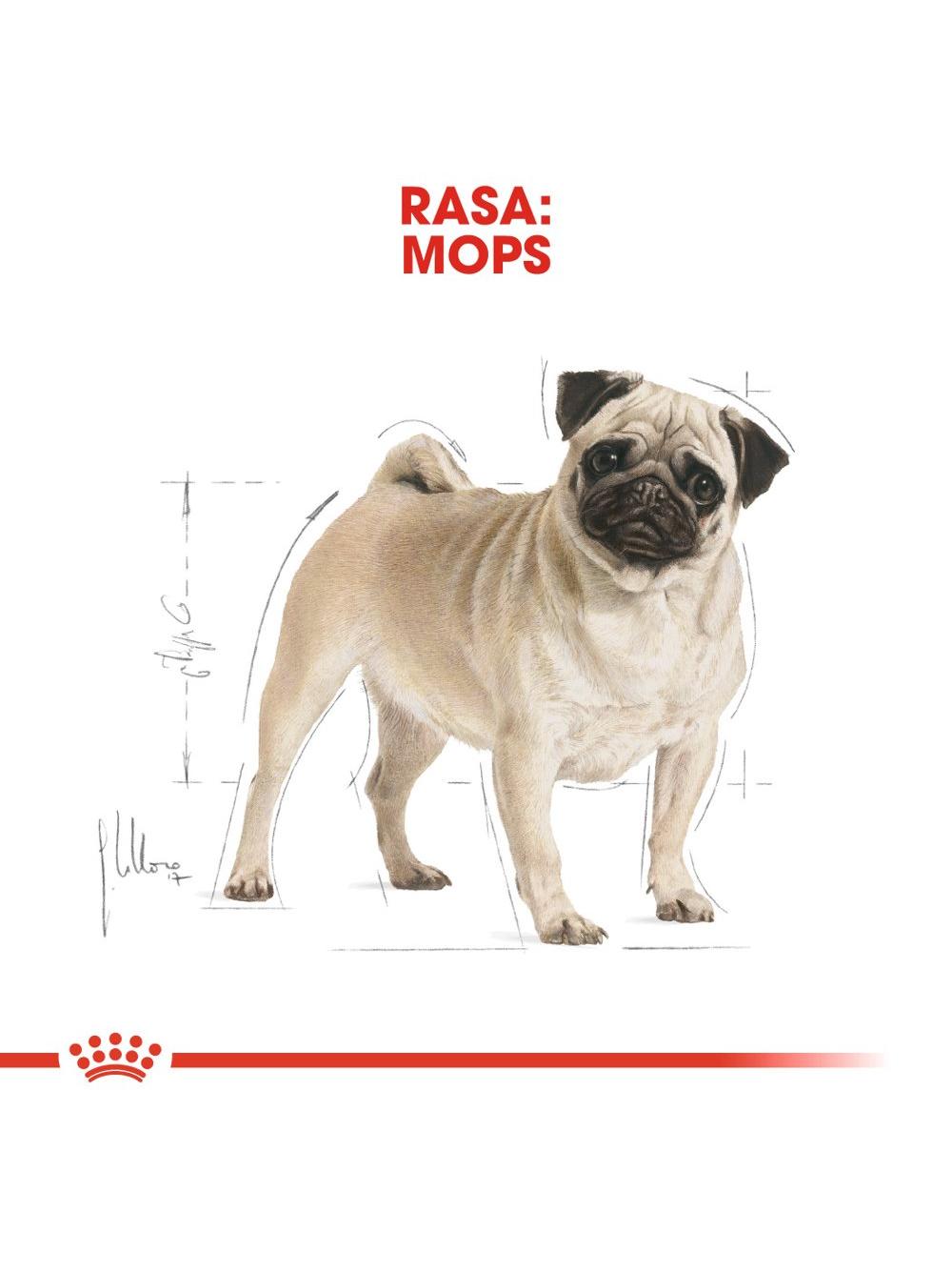 ROYAL CANIN Pug Adult 1,5kg karma sucha dla psów dorosłych rasy mops