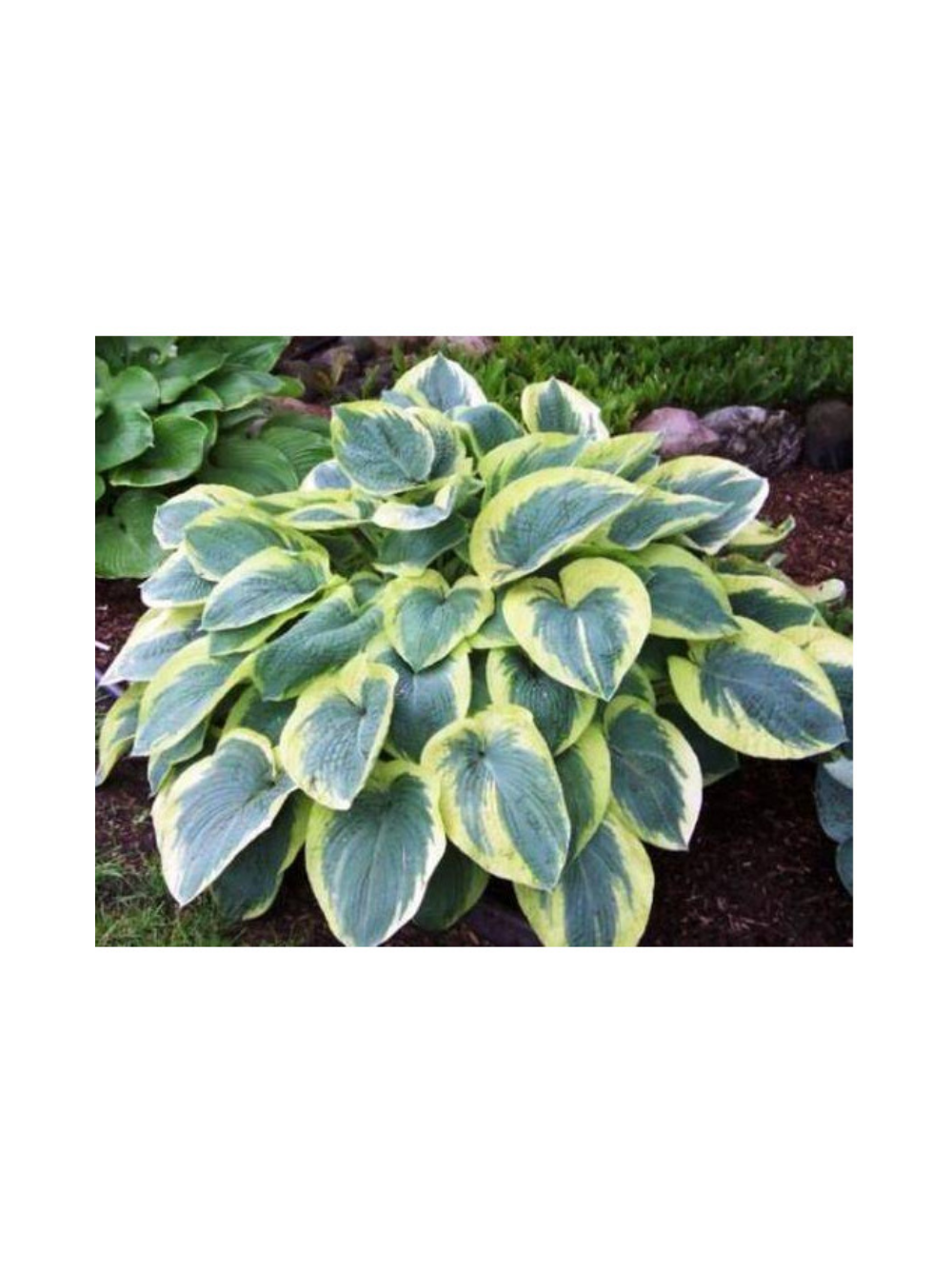 Funkia - Hosta 'American Halo'