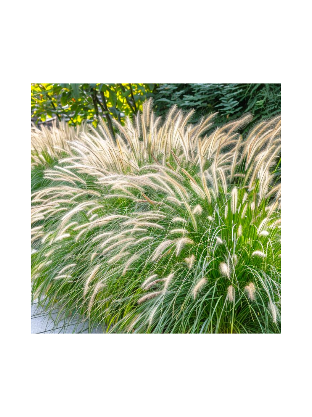 Rozplenica japońska - Pennisetum alopecuroides 'Hameln'