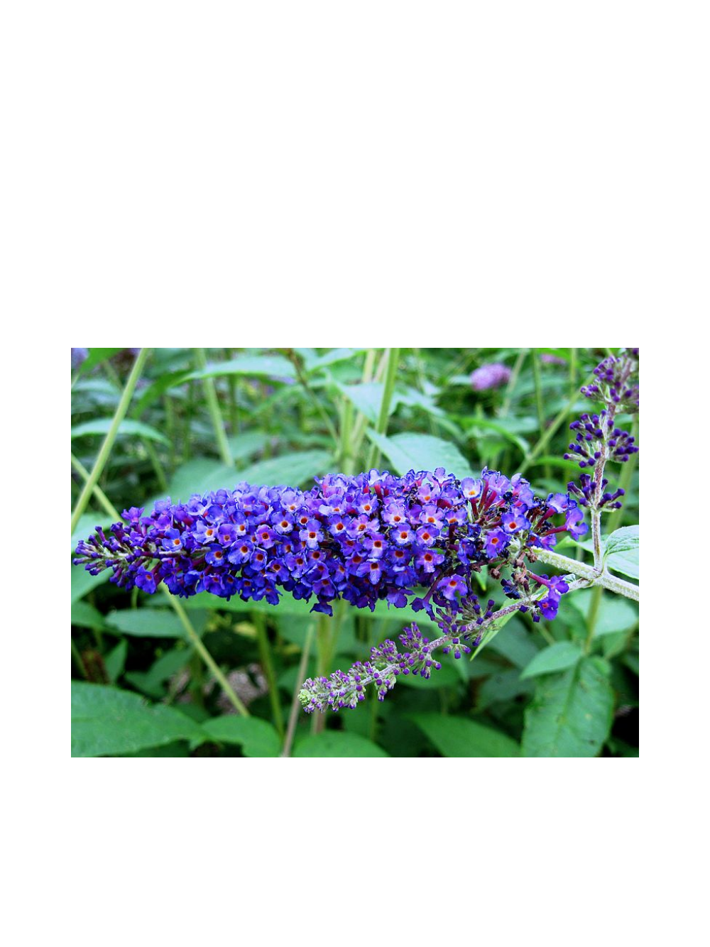 Budleja Dawida - Buddleja davidii 'Empire Blue'