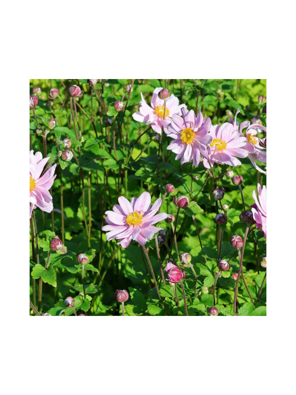 Zawilec - Anemone x hybrida 'Mont-Rose'