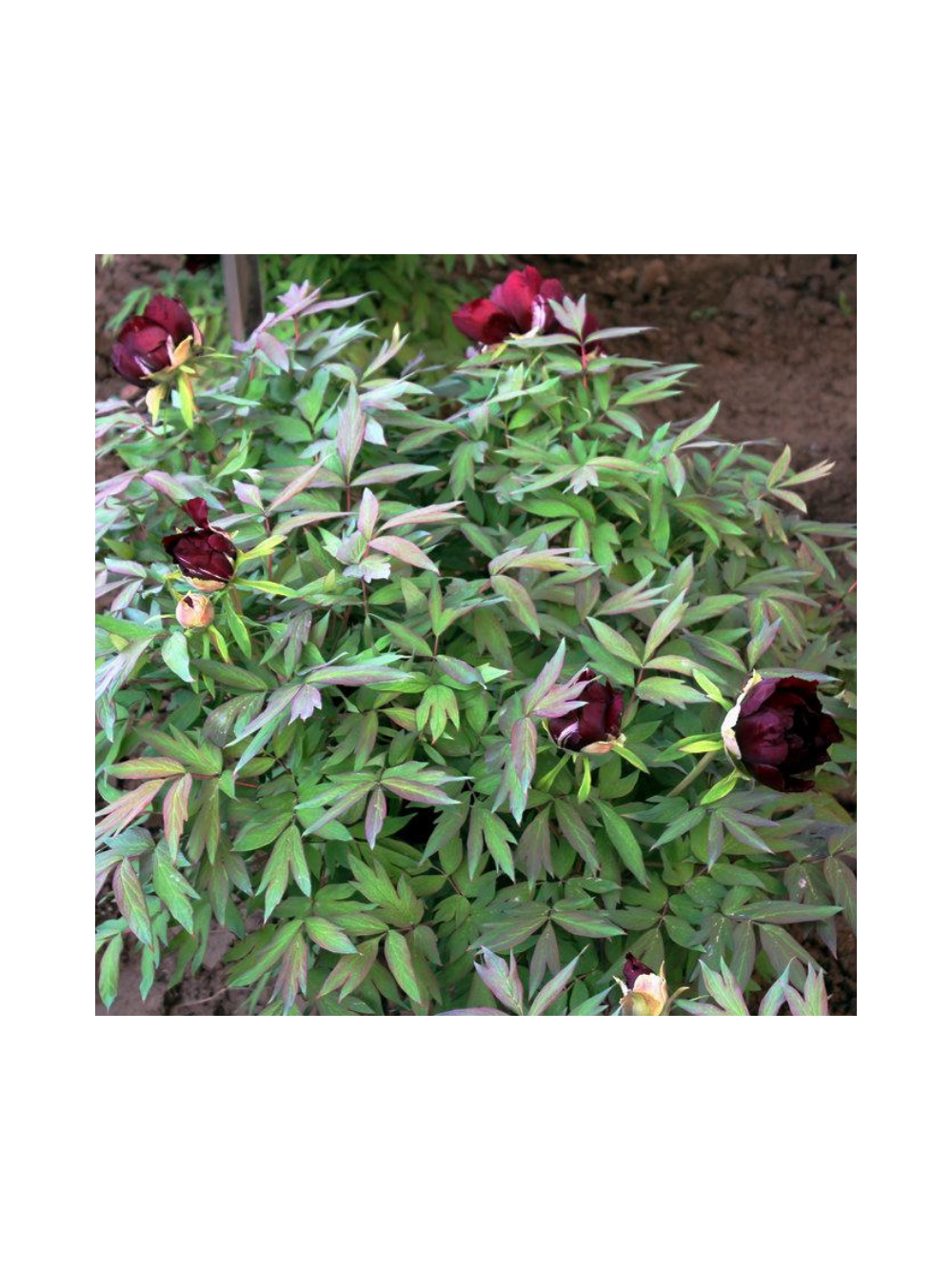 Piwonia drzewiasta - Paeonia suffruticosa 'Mo Run Jue Lun'