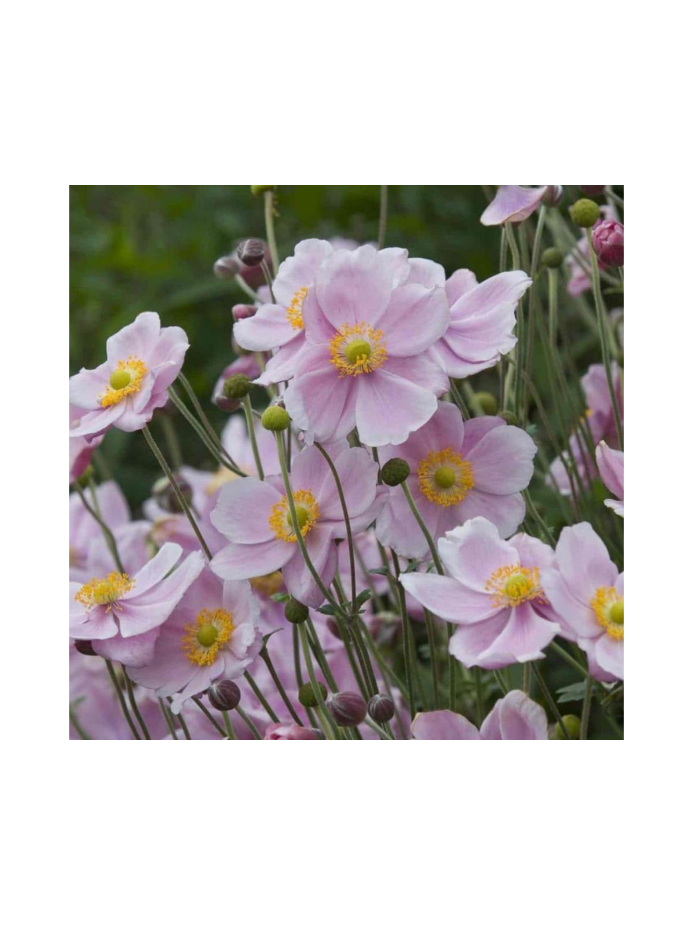 Zawilec - Anemone x hybrida 'Mont-Rose'