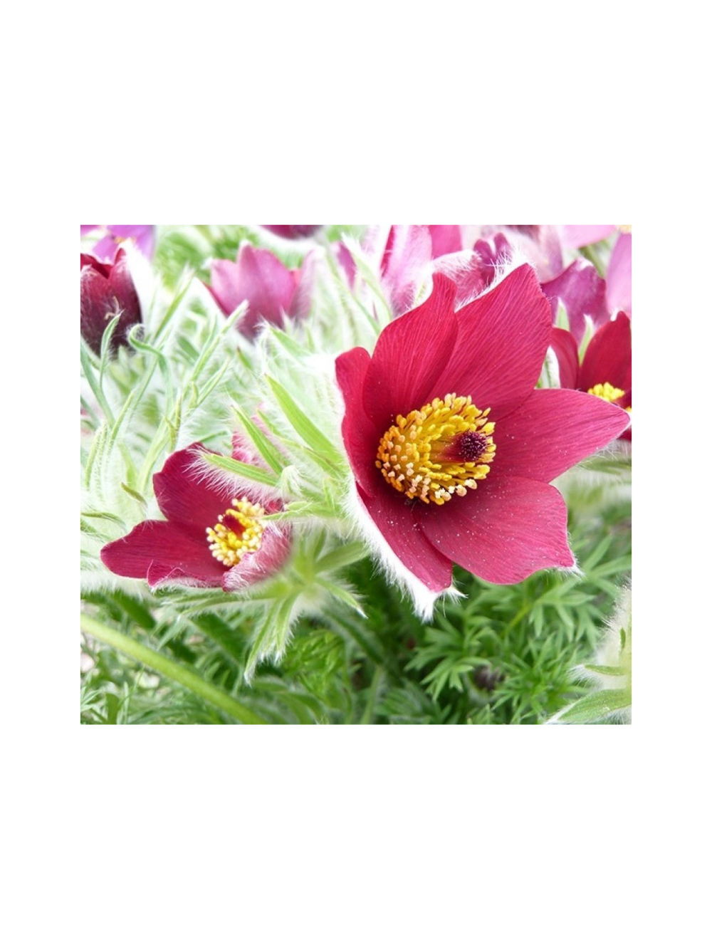 Sasanka zwyczajna ciemnoczerwona - Pulsatilla vulgaris 'Rubra'