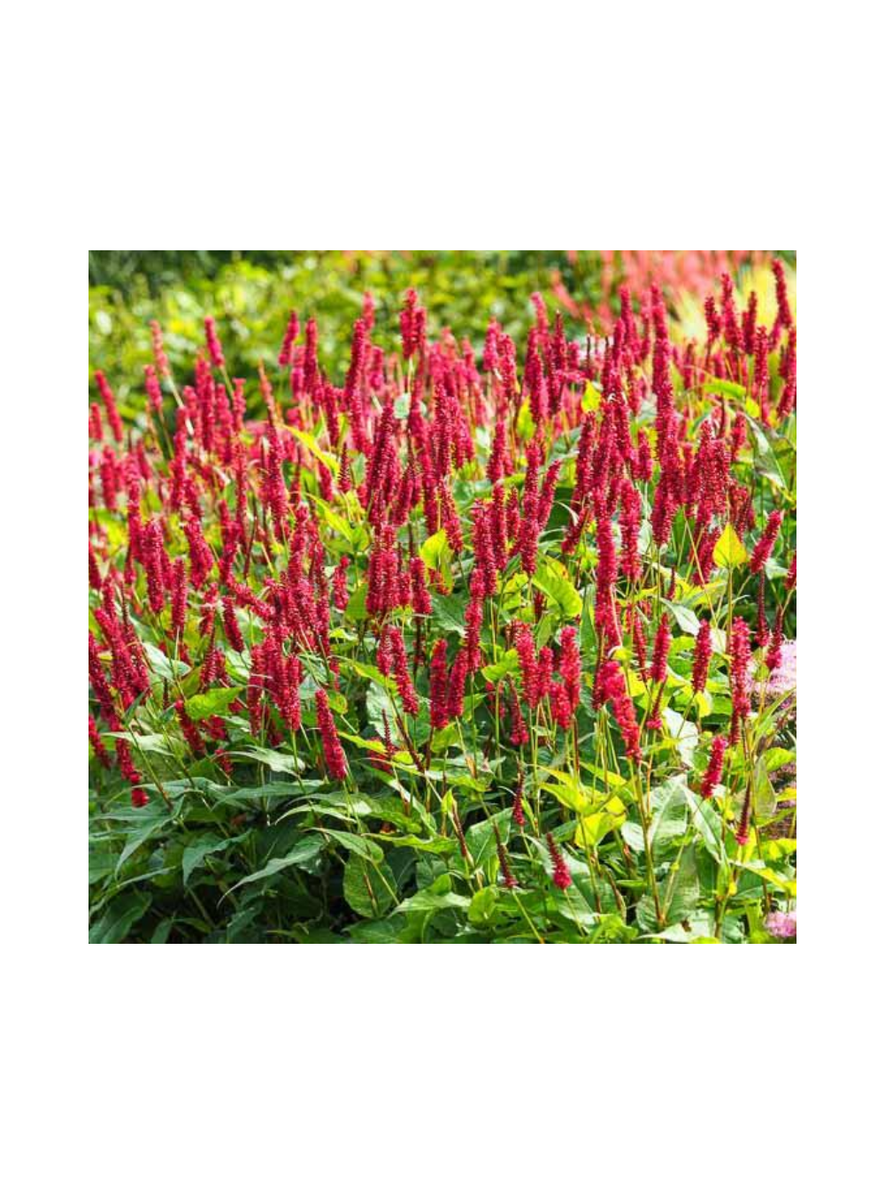 Rdest himalajski - Persicaria amplexicaulis 'Ample Vibrant Red'