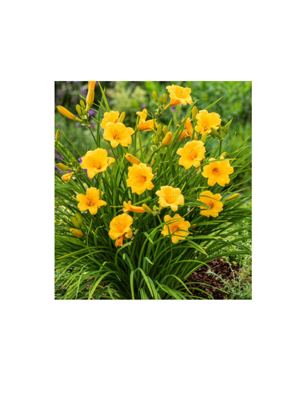 Liliowiec - Hemerocallis 'Stella de Oro'