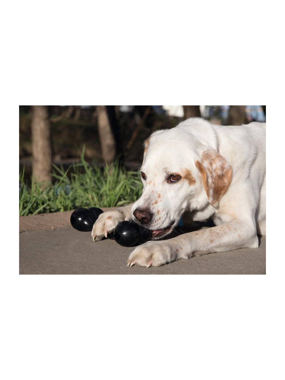KONG Extreme Goodie Bone M