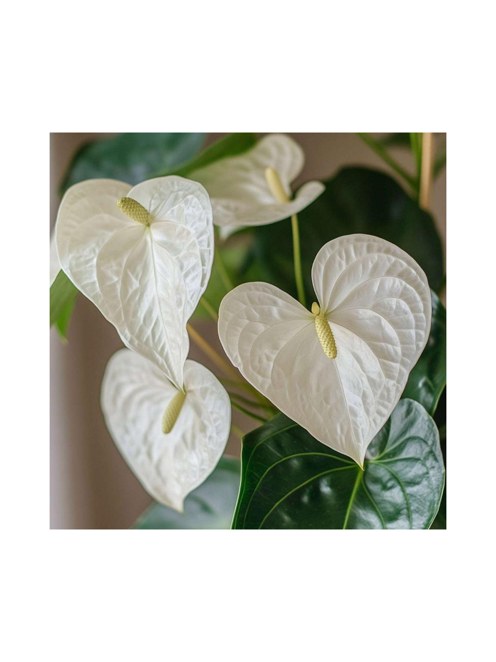 Anthurium białe d12
