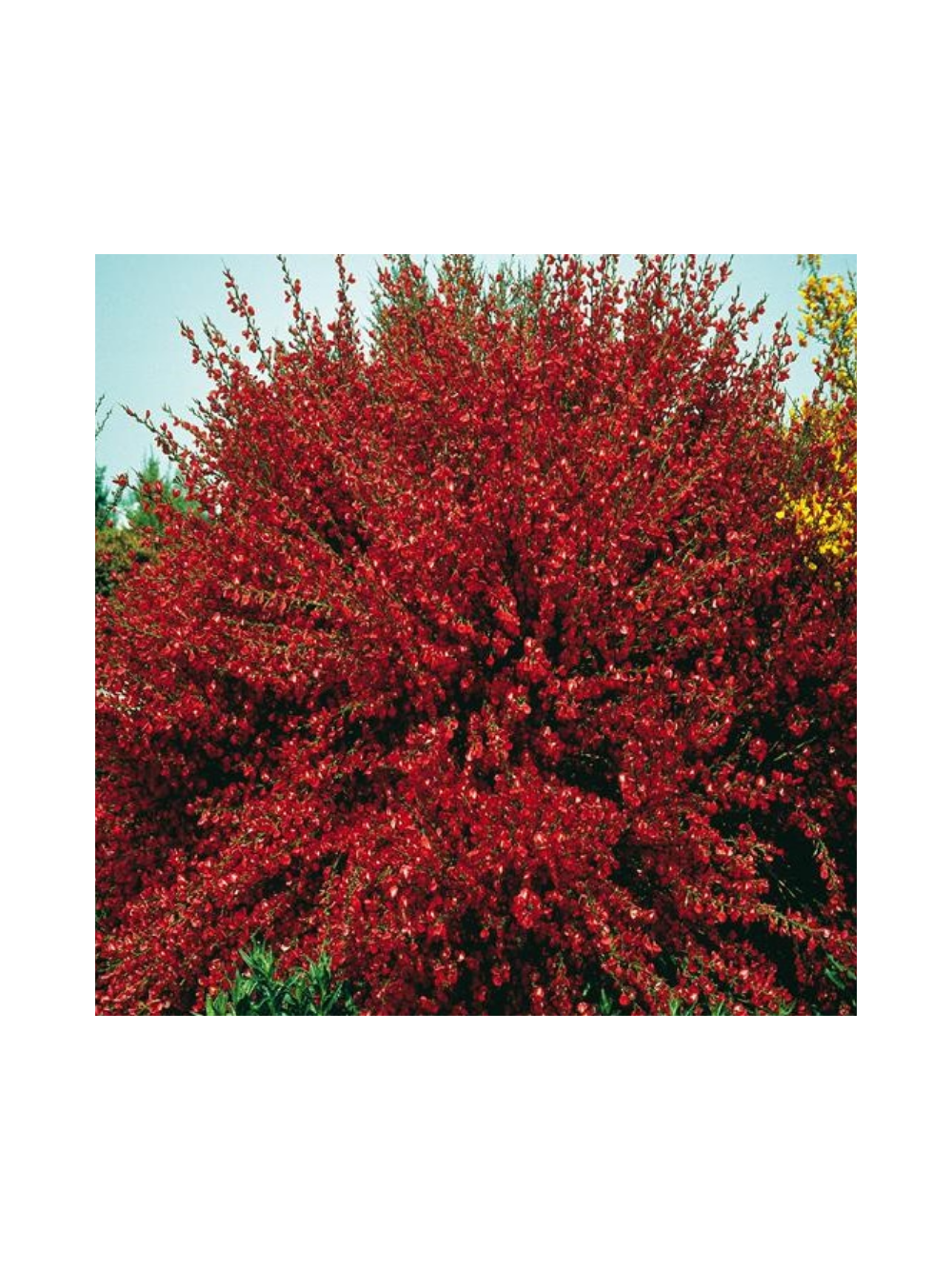 Żarnowiec - Cytisus 'Boskoop Ruby'