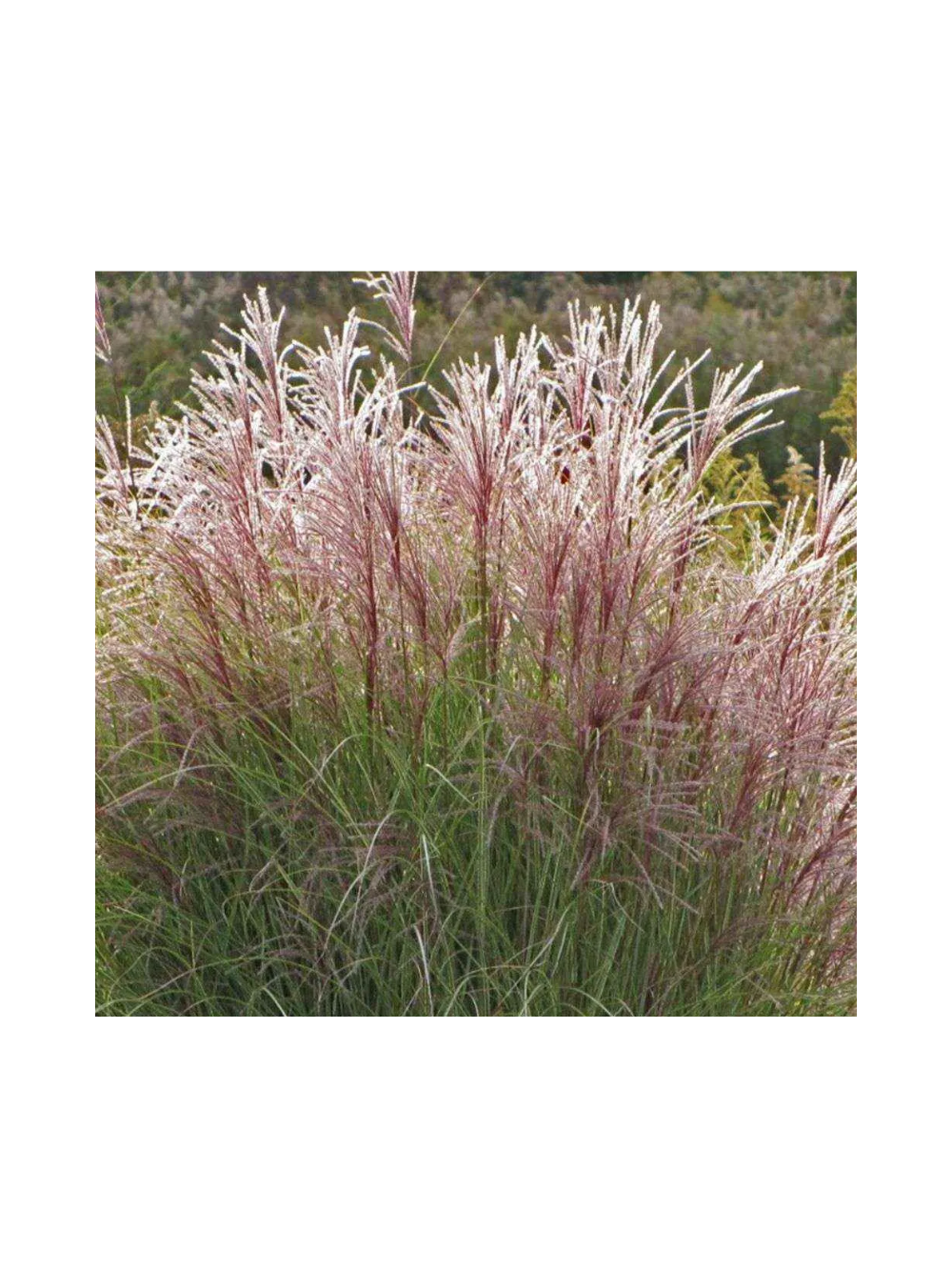 Miskant chiński - Miscanthus sinensis 'Ferner Osten'