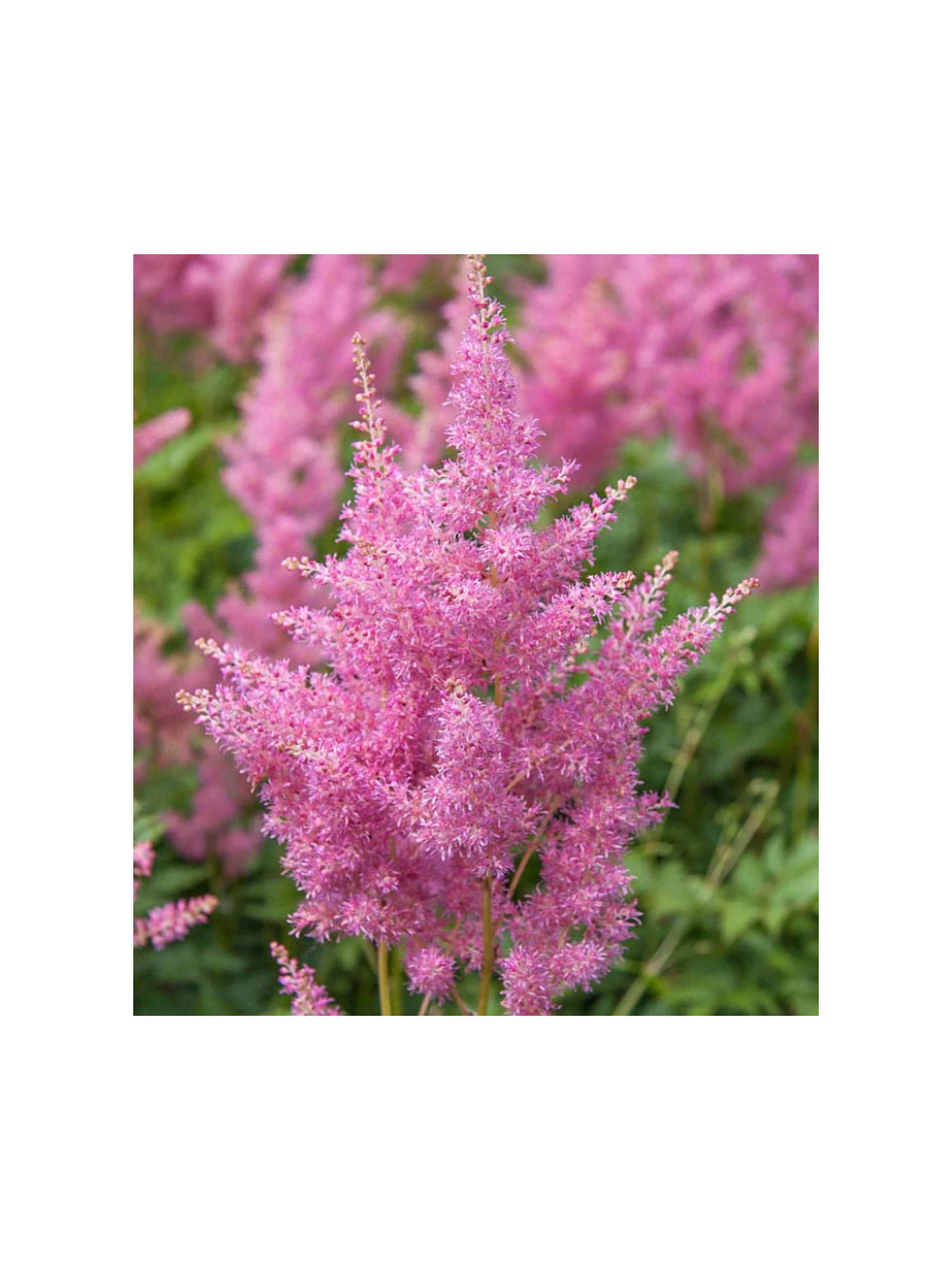 Tawułka japońska - Astilbe japonica 'Rheinland'