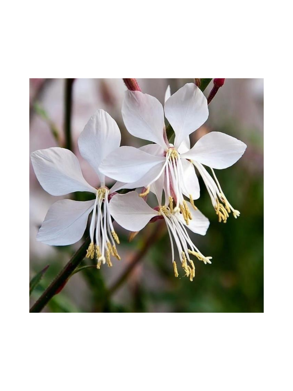 Gaura - Gaura lindheimeri