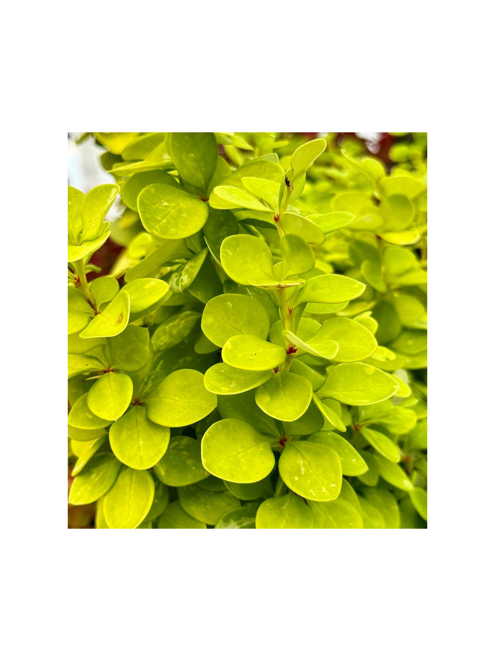 Berberys Thunberga - Berberis thunbergii 'Neon Gold'(R)