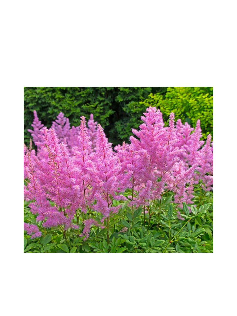 Tawułka japońska - Astilbe japonica 'Rheinland'