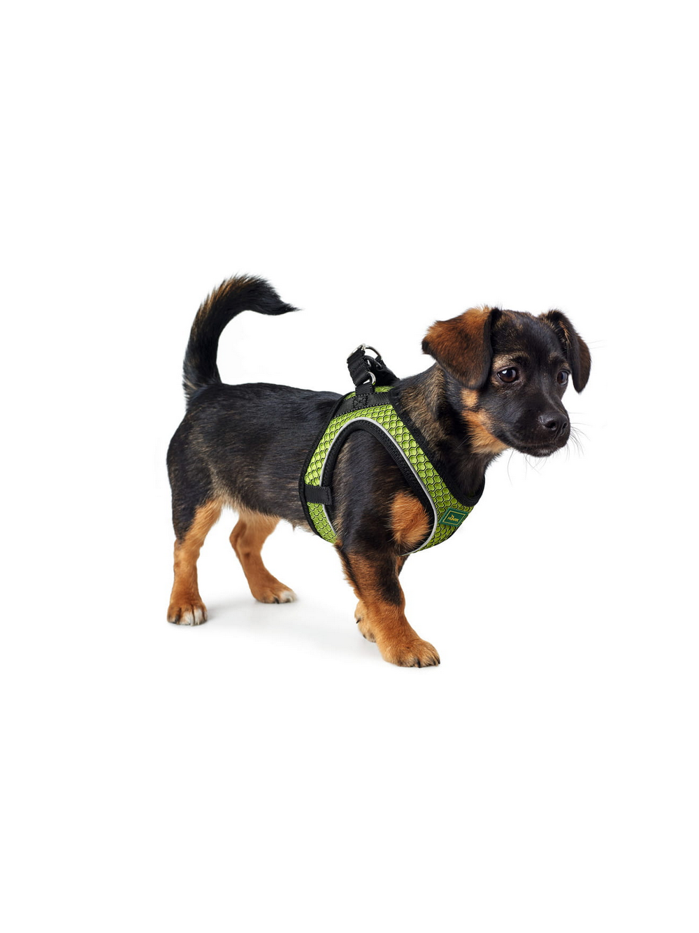 HUNTER Szelki Hilo Comfort limonkowe S-M