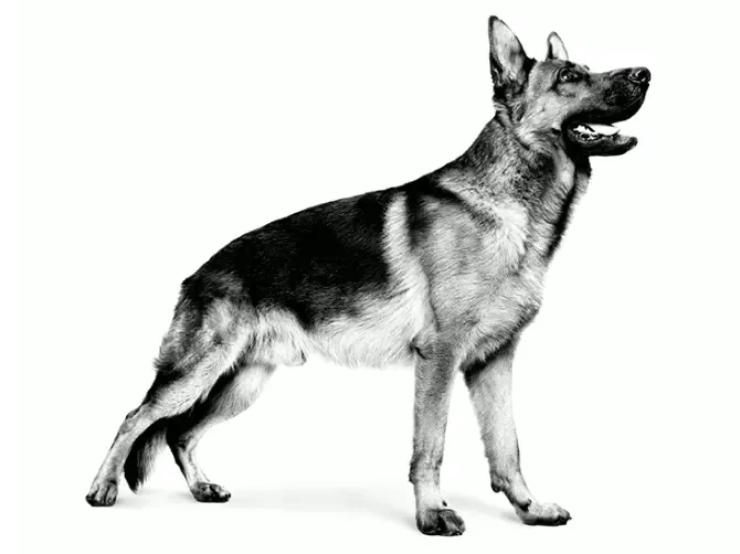 BD9O-HUB-Yorkshire-Terrier-adult-black-and-white_Thumbnails