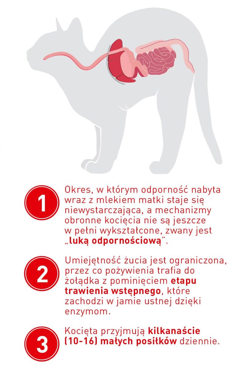 cat-after