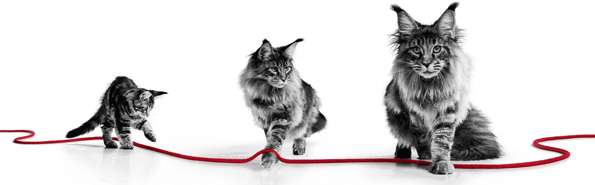 header-KITTEN-JELLY