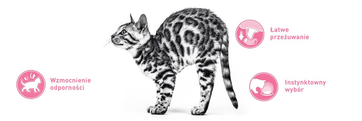 cat-before