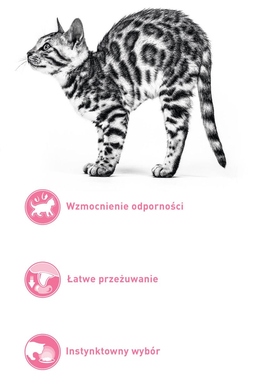 cat-before