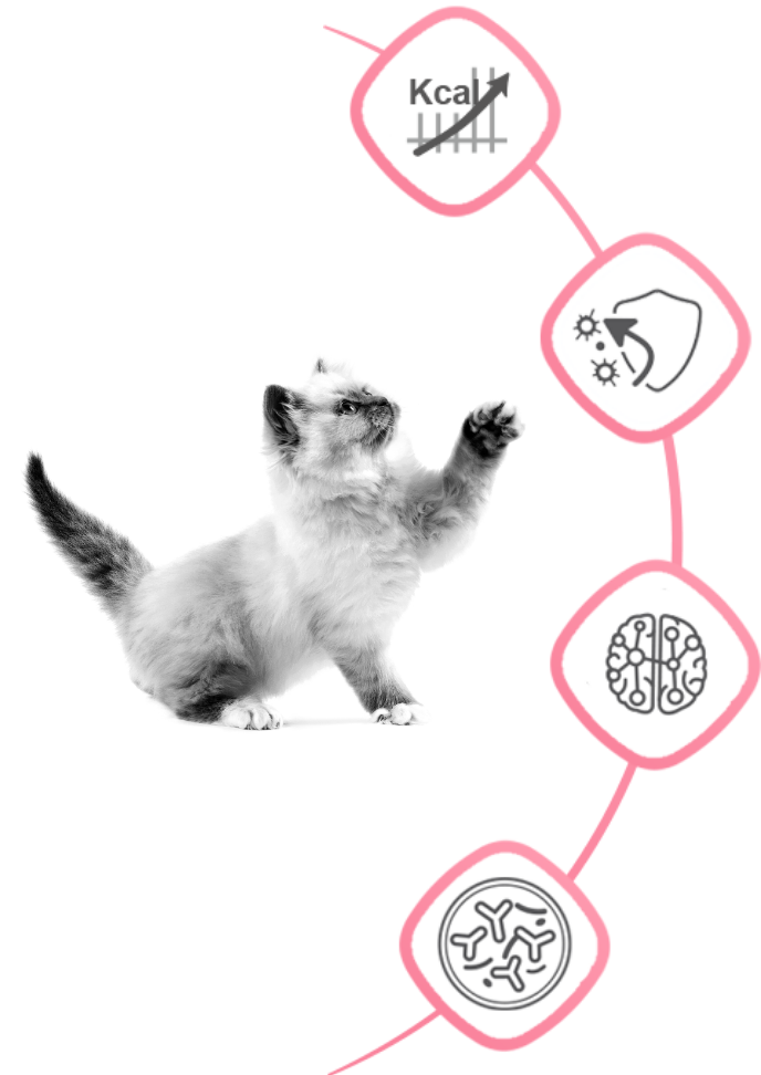 kv3-medium-puppy