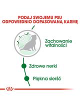 ROYAL CANIN Mini Ageing 12+ 1,5kg karma sucha dla psów dojrzałych po 12 roku życia, ras małych + niespodzianka dla psa GRATIS