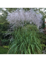 Miskant chiński- Miscanthus sinensis 'Memory'