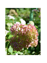 Hortensja bukietowa wielobarwna- C3