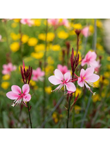 Gaura - Gaura lindheimeri 'Siskiyou Pink'