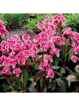 Bergenia x hybrida 'Flirt'