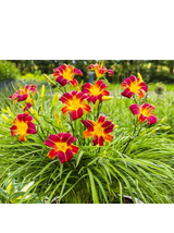 Liliowiec - Hemerocallis 'Autumn Red'
