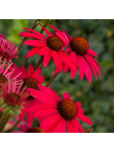 Jeżówka purpurowa - Echinacea purpurea 'Glowing Dream'