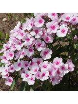 Floks wiechowaty - Phlox paniculata 'Early Pink'