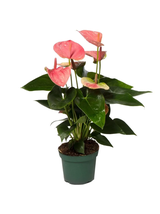 Anthurium różowe d12