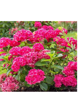 Hortensja ogrodowa - Hydrangea macrophylla 'Leuchtfeuer'