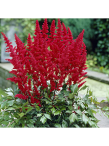 Tawułka Arendsa - Astilbe arendsii 'Fanal'