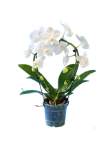 Storczyk Koszyk Extra (Phalaenopsis) 2 pędy biały d9