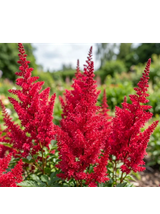 Tawułka Arendsa - Astilbe arendsii 'Fanal'