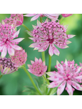 Jarzmianka większa - Astrantia major 'Roma'®
