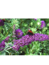 Budleja Dawida - Buddleja davidii 'Ile de France'