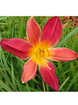 Liliowiec - Hemerocallis 'Autumn Red'