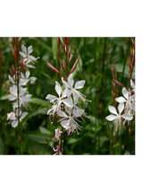 Gaura - Gaura lindheimeri