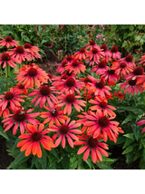 Jeżówka purpurowa - Echinacea purpurea 'Pearl Red'