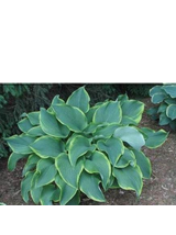 Funkia - Hosta 'Abba Dabba Do'