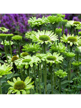 Jeżówka purpurowa - Echinacea purpurea 'Green Jewel'