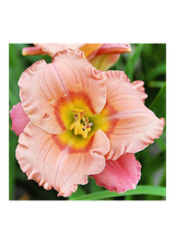 Liliowiec - Hemerocallis 'Elegant Candy'